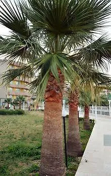 Club Scala Nuova Hotel Kusadasi